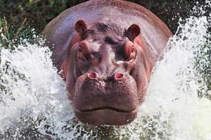 Hippopotamus és víziló - van-e különbség?